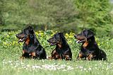 BEAUCERON 906